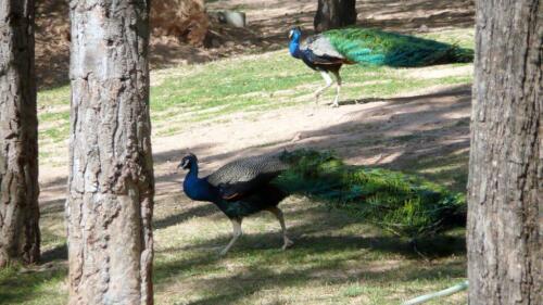 full-day guided trip to islamabad and murree