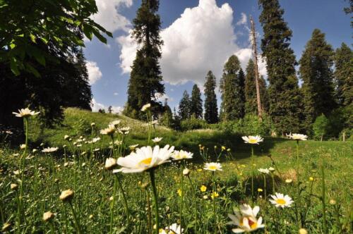 full-day private murree nathiagali tour