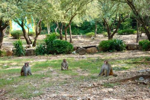 full-day essential islamabad tour