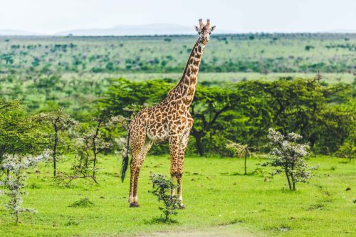 kenya tours