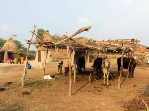 experience local village life in sindh