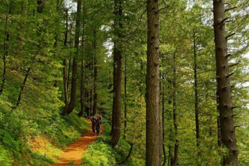 miranjani to dagri bangla trek