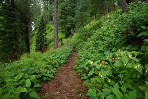 miranjani to dagri bangla trek