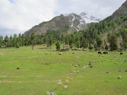 naltar valley tour
