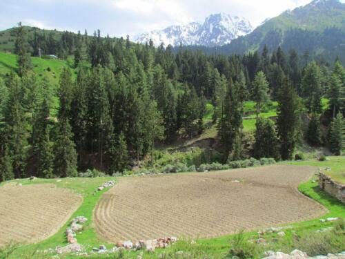 naltar valley tour