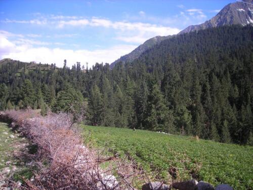 naltar valley tour