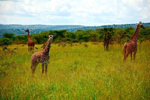 rwanda tours