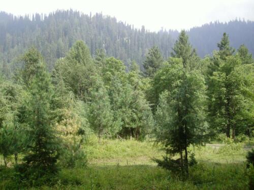 sharan forest tour