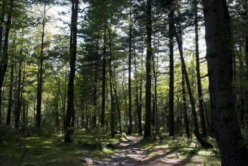 sharan forest manshi top trek