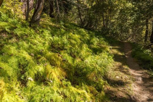 sharan forest manshi top trek