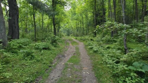sharan forest manshi top trek