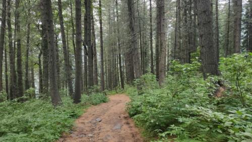 sharan forest manshi top trek