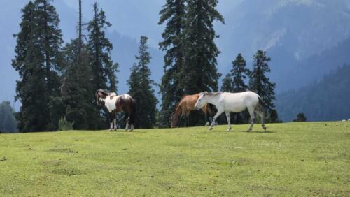 sharan forest manshi top trek