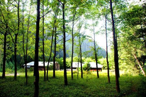 sharan forest manshi top trek