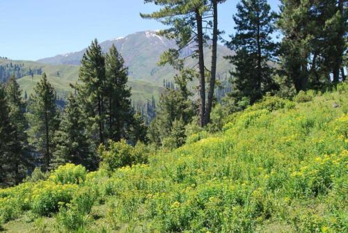 shogran and siri paye tour