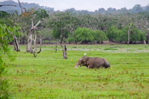 sri lanka tours