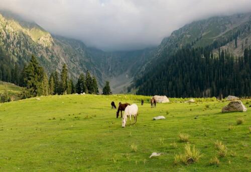 swat malam jabba miandam kalam mahodand kumrat & dir tour