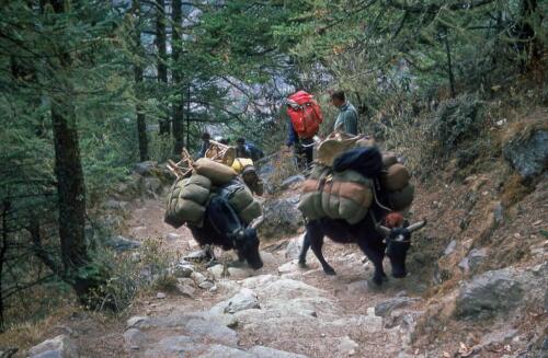 tengboche monastery trek